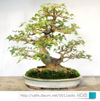 당단풍 이미지